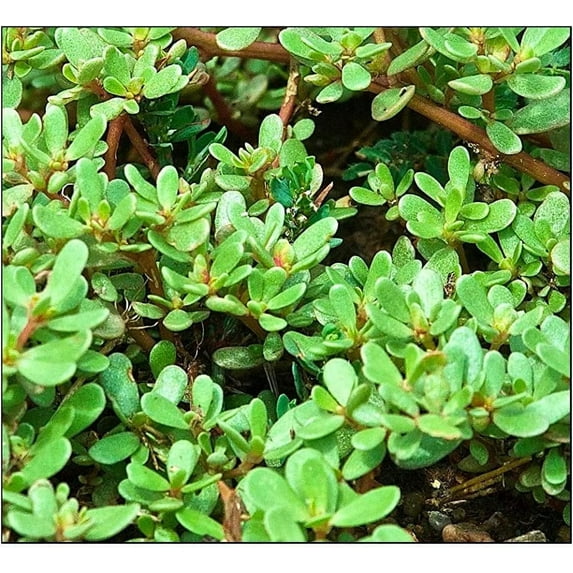 500+ Purslane Seeds Green | Non-GMO | Fresh Garden Seeds | Portulaca oleracea