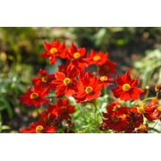 500 RED Dwarf PLAINS COREOPSIS Coreopsis Tinctoria Flower Seeds