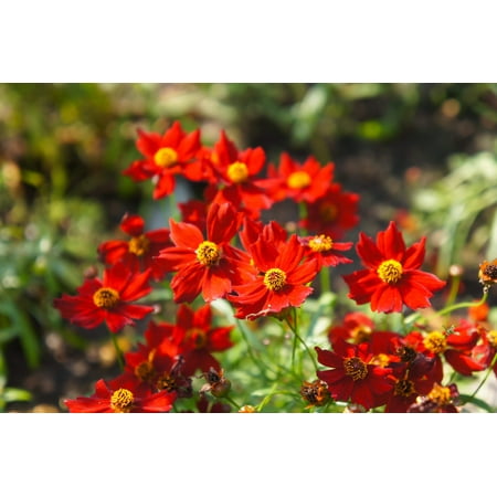 500 RED Dwarf PLAINS COREOPSIS Coreopsis Tinctoria Flower Seeds