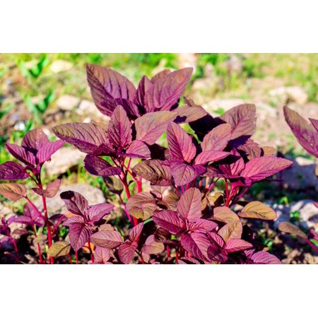 500 RED GARNET AMARANTH Amaranthus Tricolor Vegetable Flower Seeds