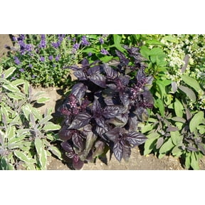 500 RED RUBIN BASIL Ocimum Basilicum Purpurascens Spicy Herb White & Lavender Flowers Seeds