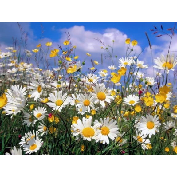500 ROMAN CHAMOMILE Chamaemelum Nobile Herb Flower Seeds