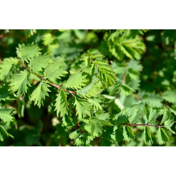 500 SALAD BURNET Sanguisorba Minor Edible Greens Vegetable Herb Flower Seeds