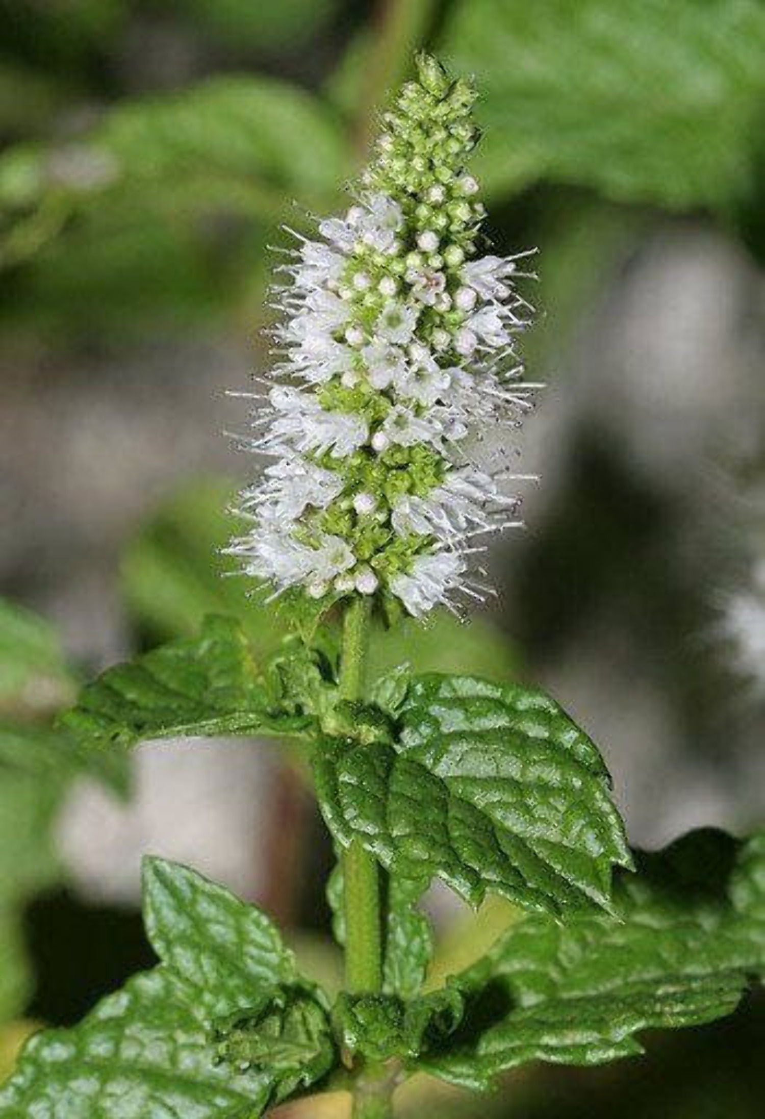 500 SPEARMINT (English Mint) Mentha Spicata Herb Flower Seeds