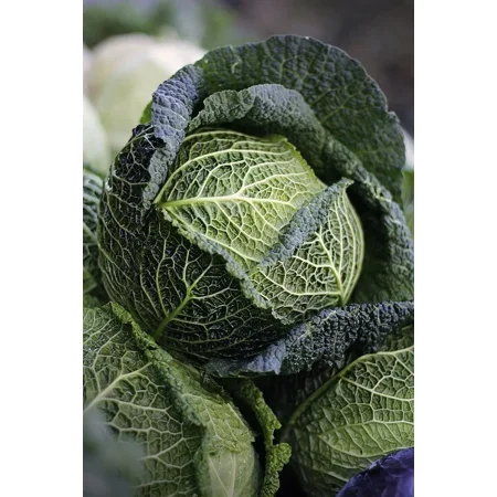 500 Savoy Cabbage Seeds - Heirloom Non-GMO Cabbage Seeds