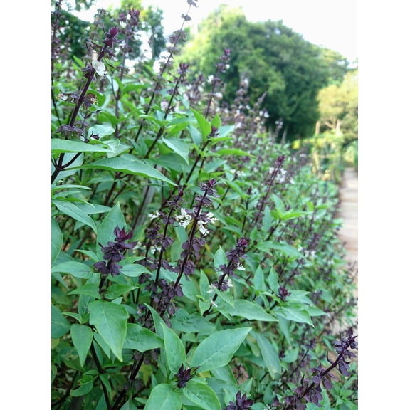 500 Seeds ANISE PERSIAN BASIL Ocimum Basilicum Herb Flower Seeds