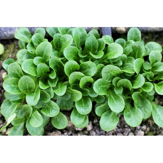 500 Seeds Dutch CORN SALAD Lambs Lettuce Valerianella Locusta Herb Vegetable Seeds