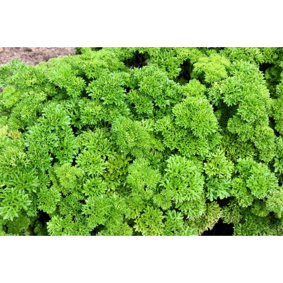 500 * Seeds FOREST GREEN PARSLEY Petroselinum Crispum Double Triple Curl
