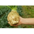 thumbnail image 1 of 500 Seeds GIANT PRAGUE CELERIAC Apium Graveolens Rapaceum Vegetable Seeds, 1 of 9