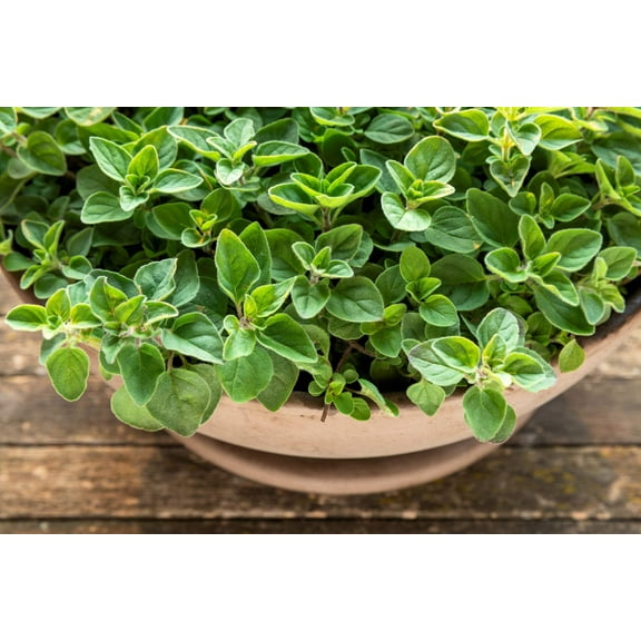 500 Seeds GREEK OREGANO Italian / Winter Marjoram Oreganum Vulgare Hirtum Herb Seeds