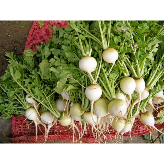 500 Seeds HAILSTONE WHITE GLOBE RADISH Raphanus Sativus Vegetable Seeds