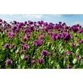 thumbnail image 1 of 500 Seeds LAUREN'S GRAPE POPPY Purple Papaver Somniferum Flower Seeds, 1 of 9