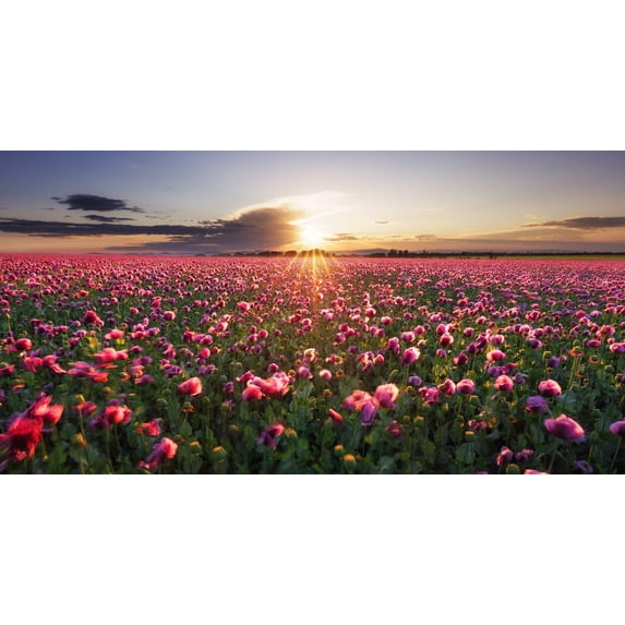 500 Seeds Organic TURKISH BLUE POPPY Heirloom Papaver Somniferum Purple to Red Flower Seeds