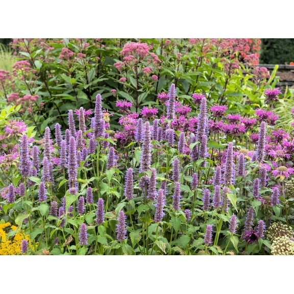 500 Seeds PURPLE ANISE HYSSOP Licorice Mint Agastache Foeniculum Herb Flower