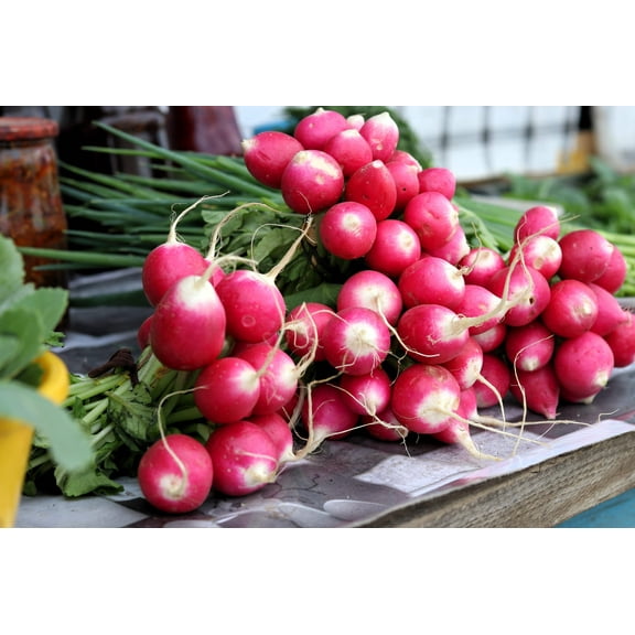 500 Seeds SPARKLER WHITE Tip RADISH Sweet European Red Raphanus Sativus Vegetable Seed