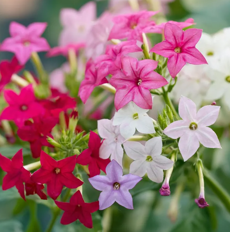 when to plant tobacco The Rainy Season