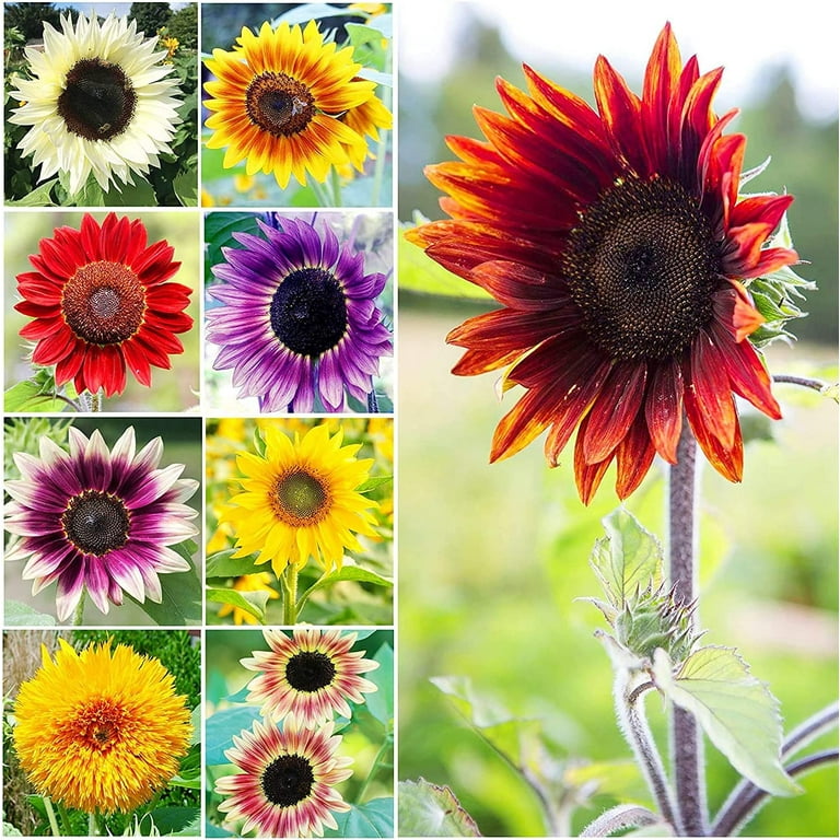 7 Colors Sunflower