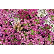 500 Sweet ALYSSUM PASTEL CARPET Mix Lobularia Maritima Flower Seeds