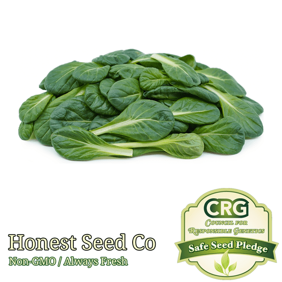 500+ Tatsoi Chinese Mustard Seeds | Non-GMO