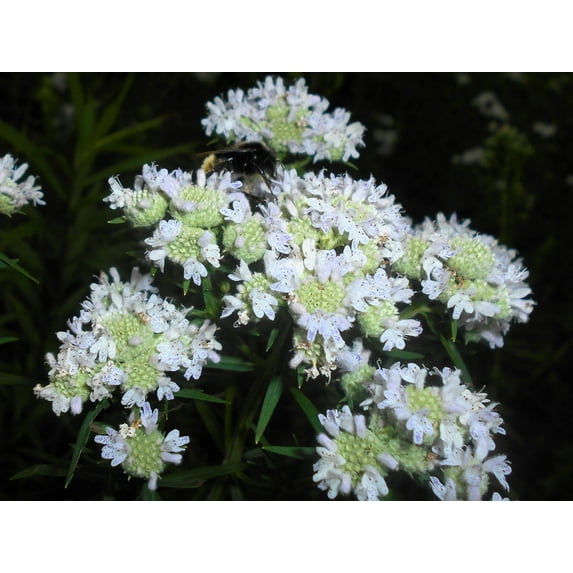 500 VIRGINIA MINT Pycnanthemum Virginianum Mountainmint Native White Flower Herb Seeds