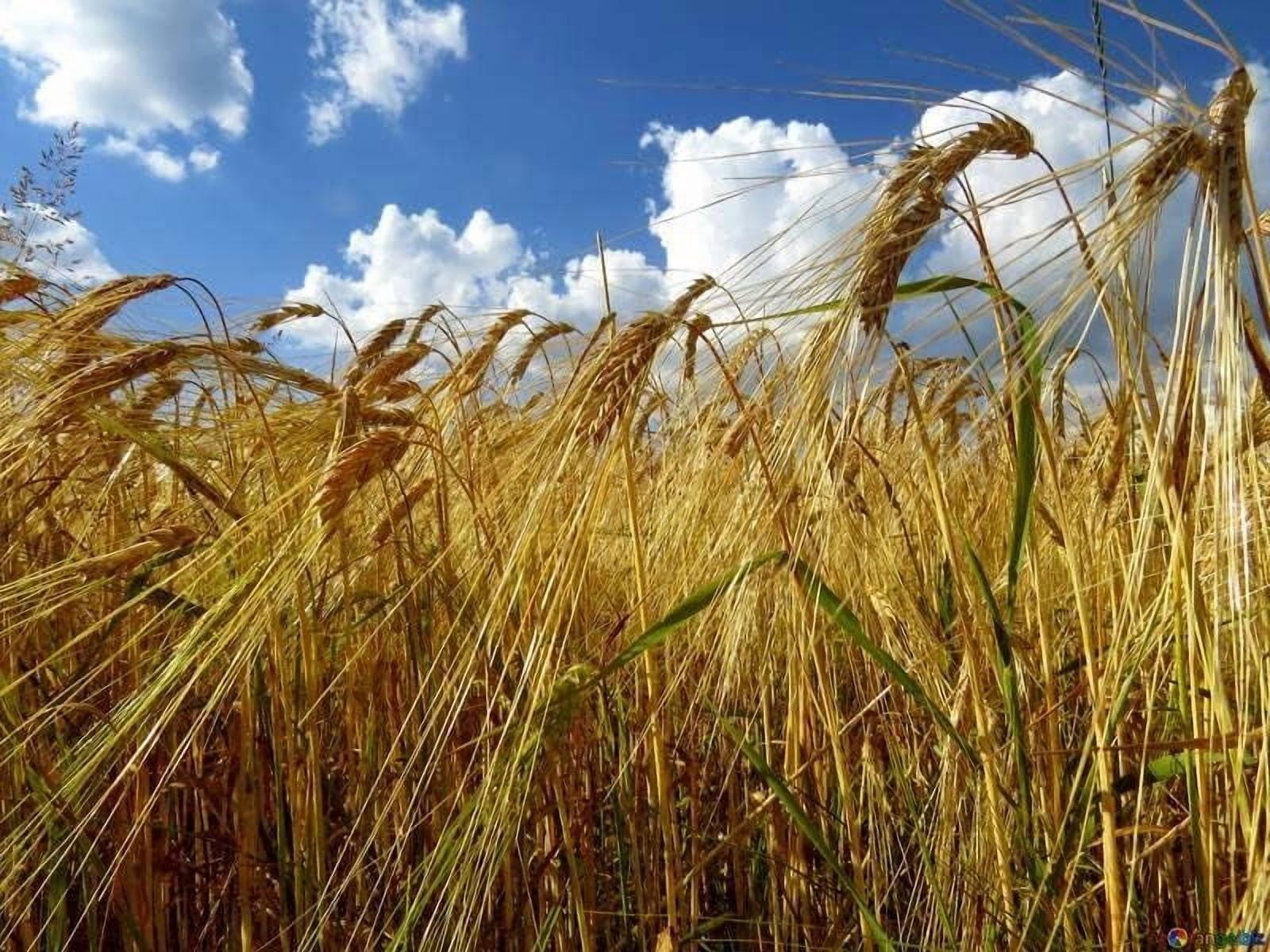 Winter Rye Pics 500-Winter Rye Seeds in Outdoors - Walmart.com