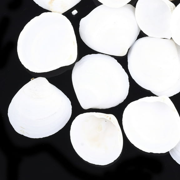 500 g Natural Ark Shell Beads Sea Shell Beads Undrilled/No Hole Scallop White 28~47x30~49x9~14mm