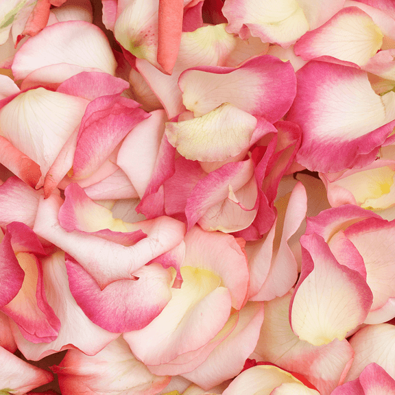 5000 Bi-Color Rose Petals- Beautiful Fresh Cut Flowers- Express Delivery