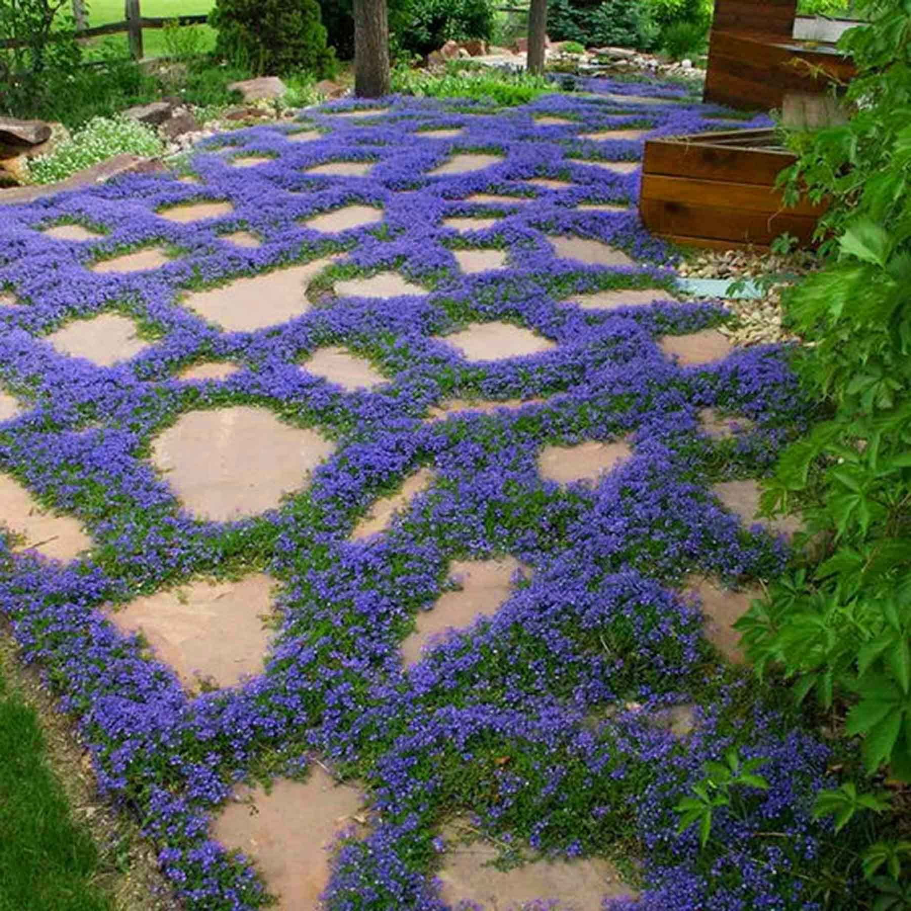 5000 Blue Creeping Thyme RE32Seeds for Planting Blue Carpet Creeping Dwarf Ground Cover Plants