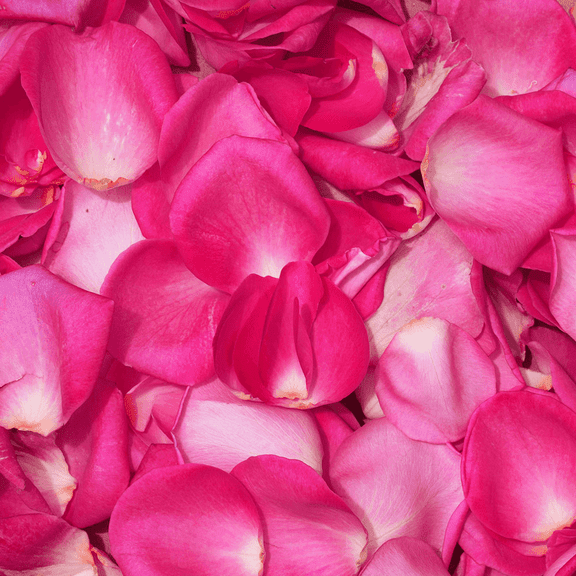 5000 Hot Pink Rose Petals- Beautiful Fresh Cut Flowers- Express Delivery