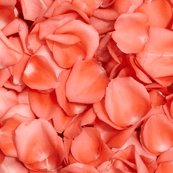 5000 Orange Rose Petals- Beautiful Fresh Cut Flowers- Express Delivery