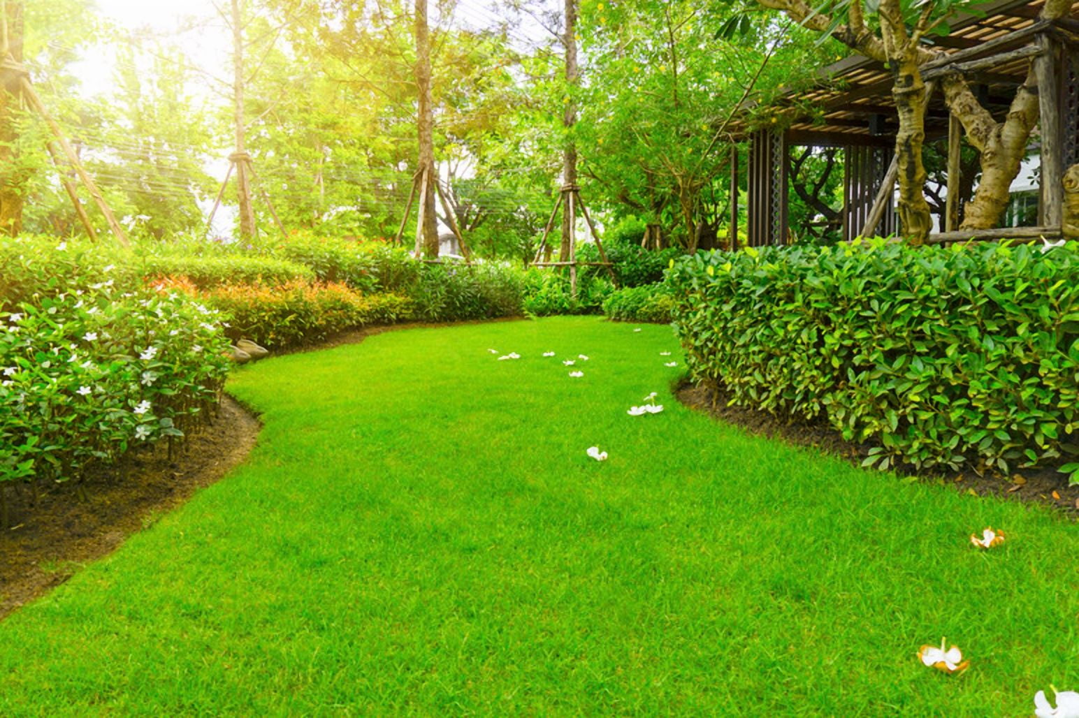5000 Seeds Emerald Zoysia Grass Seeds for Planting, Zenith Zoysia Seeds for Lawn, Easy to Grow