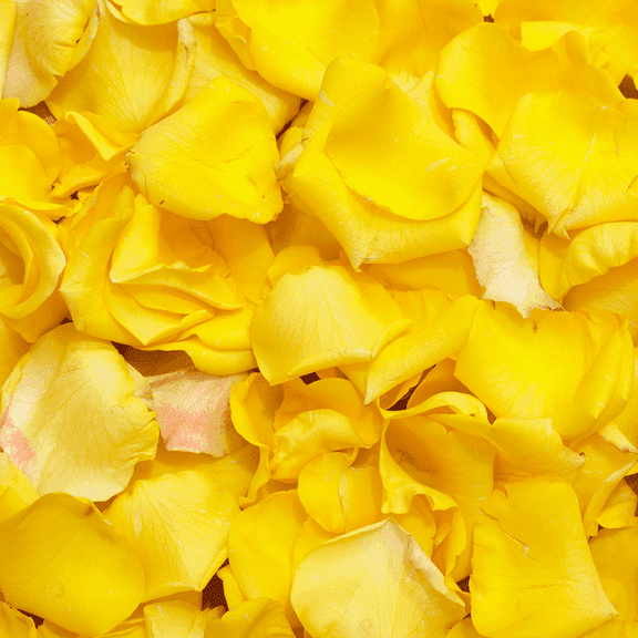 5000 Yellow Petals- Beautiful Fresh Cut Flowers- Express Delivery