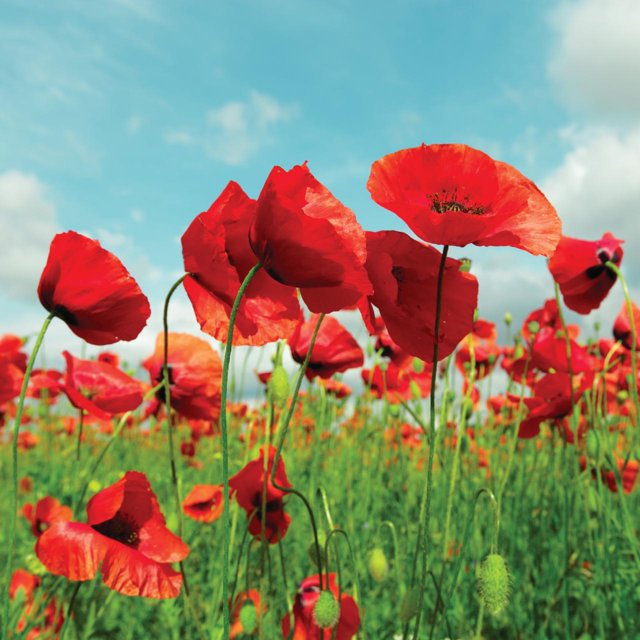 50000 Red Flanders Poppy Seeds Non GMO Heirloom Poppy Seeds Poppy