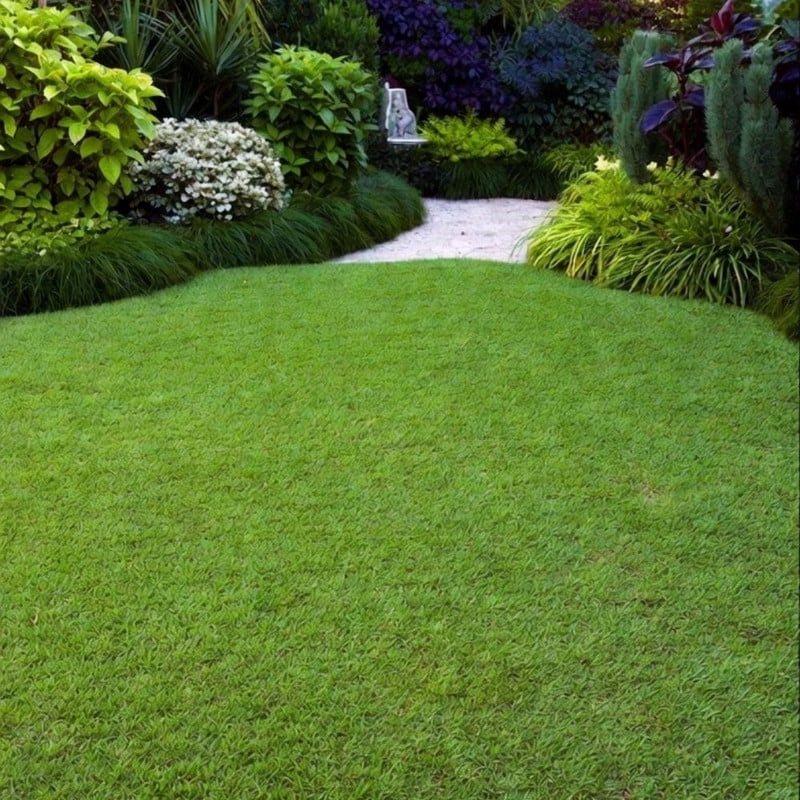 50000 Zoysia Grass Seed, Grass for Lawn Areas