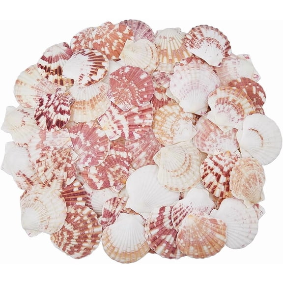 500G 99PCS Natural Seashell 5-6cm Scallop Shells Sea Beach Shells Large Colorful Seashells for Wall Home Fish Decor DIY Crafts Shell Decorations Ocean Beach Themed Accessories Colorful