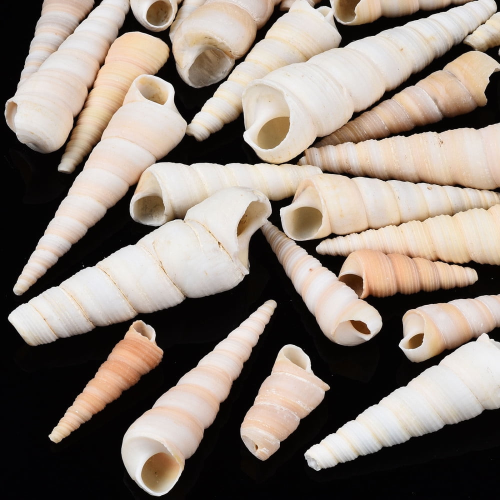 500gs Spiral Shell Beads Turritella Shell Undrilled/No Hole Beads White 29~72x9~20mm