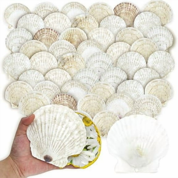 50PCS Scallop Shells for Crafts Large 4''-5'' White Beach Natural Shells Bulk for Decoupage DIY Crafts Seashell Decorations Home Decor$$Home Decor, Kitchen, & Other