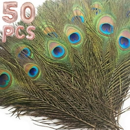 100 Pieces 10-12 Natural Peacock Tail Feathers