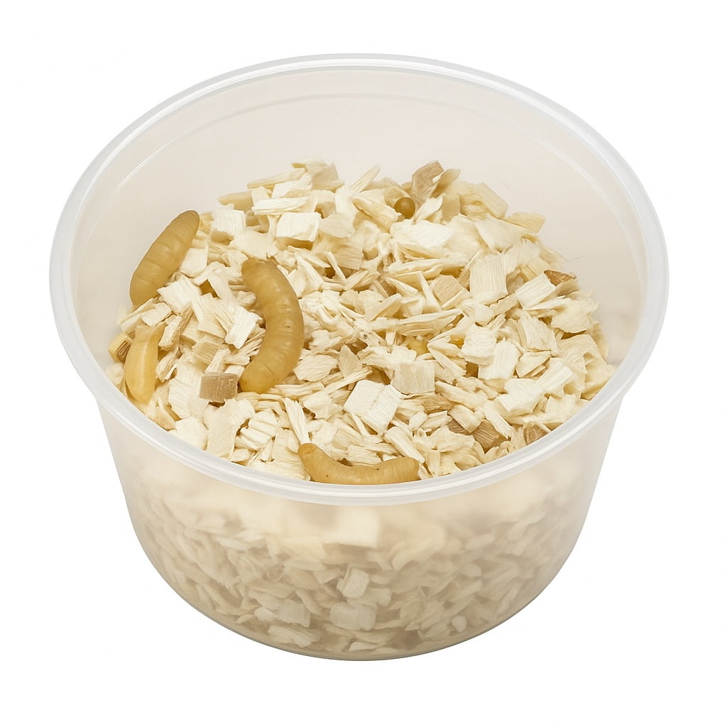 Live Wax Worms