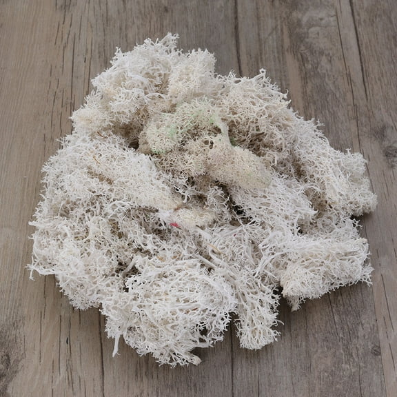 50g Preserved Fresh Moss Reindeer Floral Moss for Wedding Party Fairy Gardens Terrariums DIY Craft Floral Project ( White )