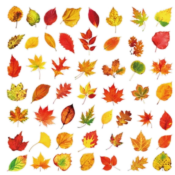 50pcs maple leaves Sticker for Scrapbooking Water Bottles Laptop Journaling,Cartoon fallen leaves Decal for Teens Planners,Cards, Gifts,Crafts,Art Projects,Glass Potion Bottles(maple leaf)