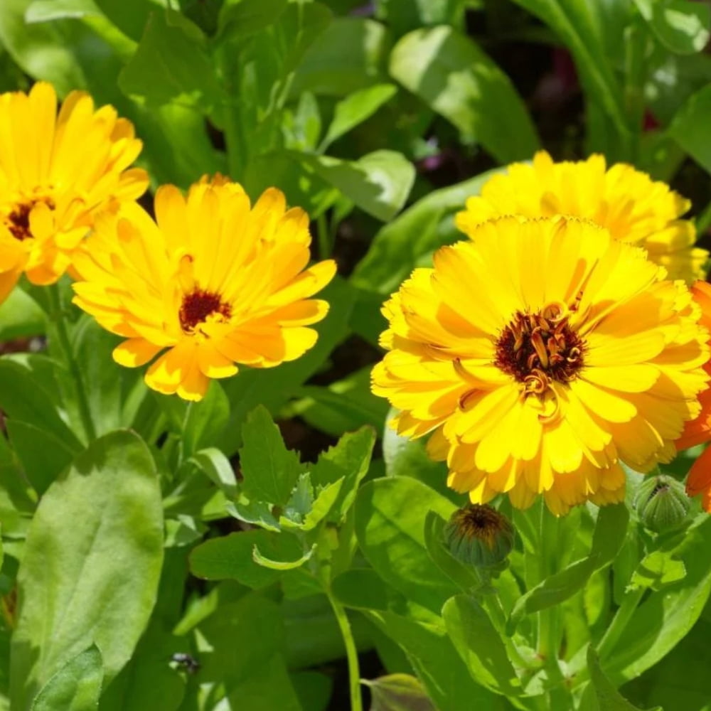 50s Pacific Yellow Calendula Seeds Perennial Non Mix for Planting Pollinator Garden Gardening Sustainable Solutions