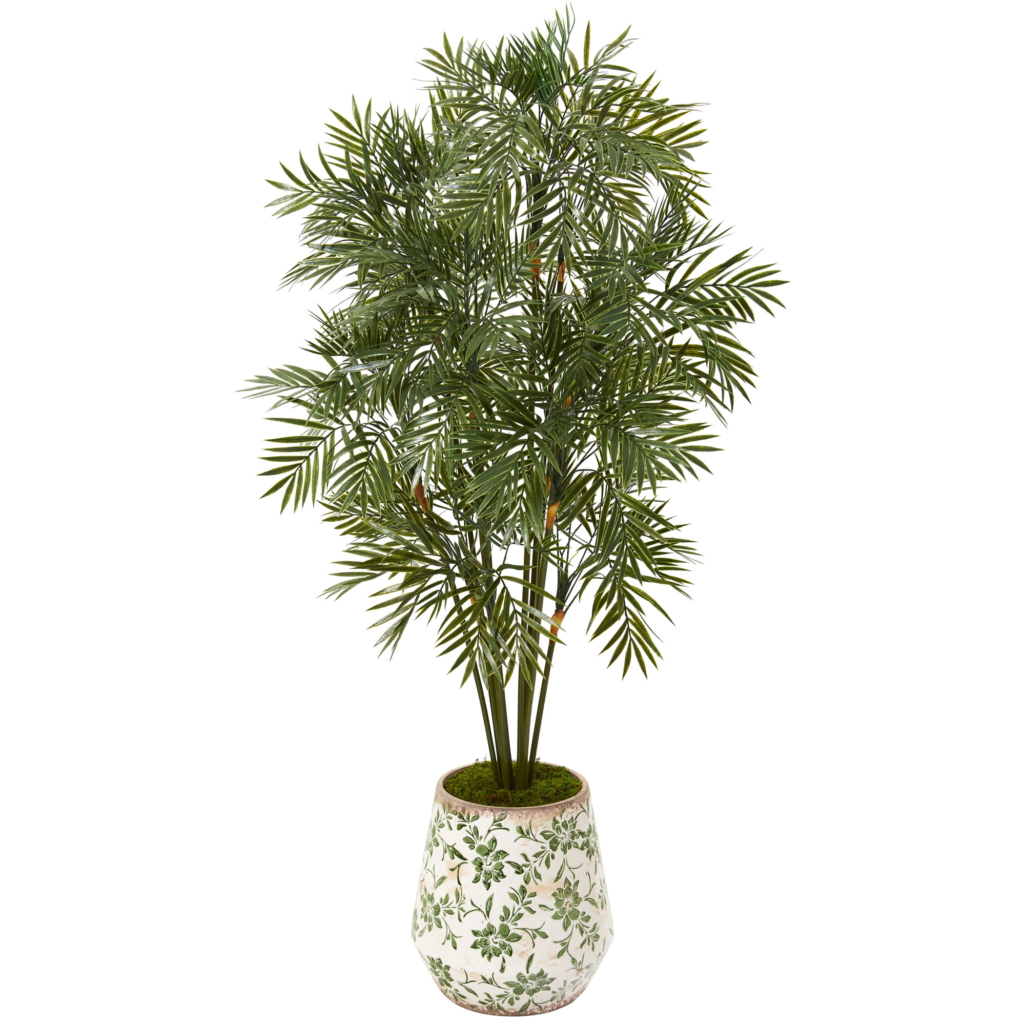 majesty philodendron Philodendron Majestic XL