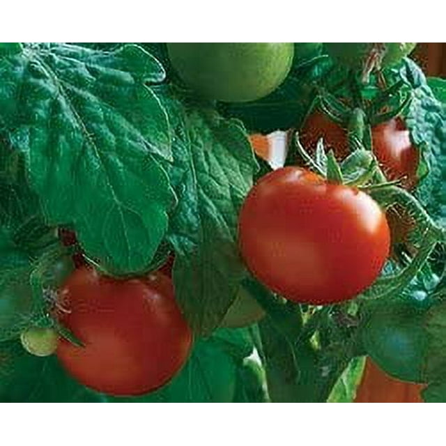 55+ Better Boy Tomato Seeds