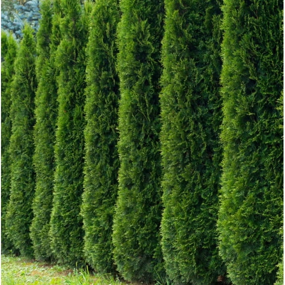 55 Thuja Tree Seeds Golden Oriental Arborviate-Eastern Cedre Seeds White Cedar Arborvitae Hedges, Row Screens Thuja occidentalis