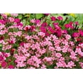 thumbnail image 1 of 550 MAIDEN PINKS Dianthus Deltoides Flower Seeds, 1 of 11