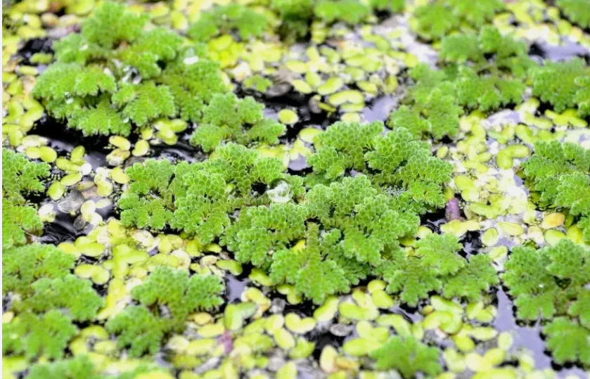 5500+ Azolla & Duckweed Live Plant Mix – No Parasites Floating Aquarium & Pond Plants for Fish Tanks
