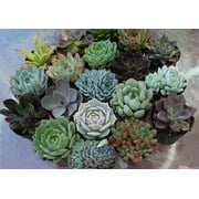 56 Succulents Succulent Wedding Favors by The Succulent Source - Succulents for all occasions - Rosette 2.5" Succulents