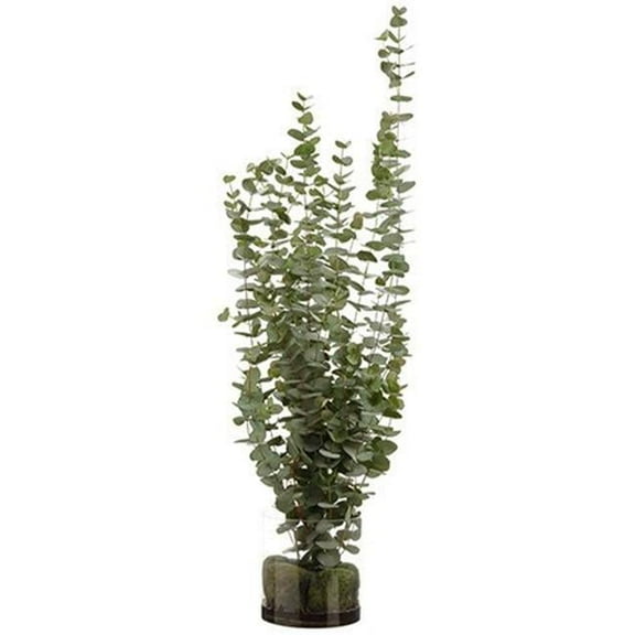 56 x 18 x 22 in. Eucalyptus Plant in Glass Vase, Green