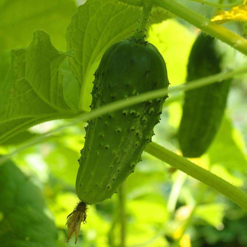 58 Cucumber Seeds 100 Count Seed Pack NonGMO A Vigorous Standard Pickling Cucumber That